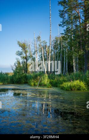 Tall trees reflected in calm water with green vegetation along the summer shore. Stock Photo