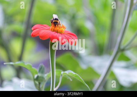 Tithonia rotundifolia Torch, Mexican Sunflower Torch, bumblebee feeding on single flower, Stock Photo