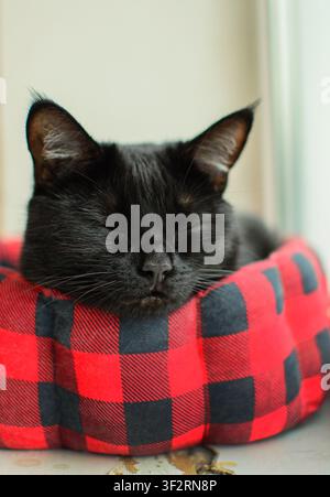 Black cat sleeping on a red plaid pet bed indoors. Pet comfort and relaxation concept for home, animal care and domestic life Stock Photo