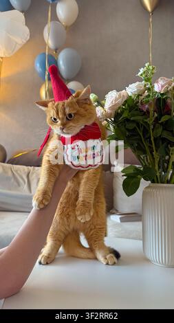 Golden chinchilla cat standing in birthday outfit with party hat balloons flowers Stock Photo