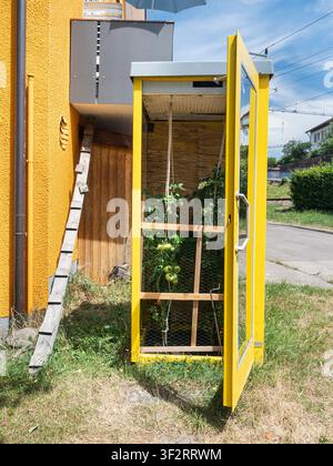 Tomato plants being grown in a yellow telephone box in Baiersbronn Germany Stock Photo