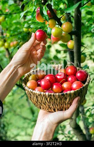 The hand picking fresh ripe plums or greengage in orchard garden during harvest. Harvesting time. Stock Photo