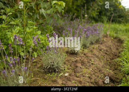 Beautiful purple lavender flowers blooming in outdoor garden Stock Photo
