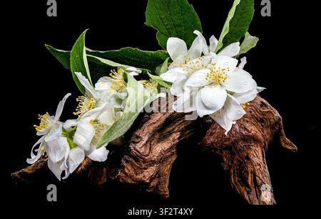 White Jasmine Flowers on Textured Wooden Snag Isolated on Black Stock Photo