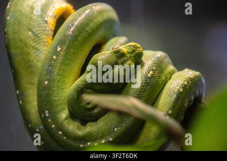 Green Tree Python in Tucson, Arizona Stock Photo