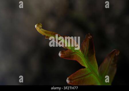 Backlit macro view of a young Blechnum orientale frond showing translucent green leaf veins and red leaf margins on a dark background. Stock Photo