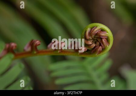 Detailed horizontal macro shot focusing on a coiled green and reddish fiddlehead of Blechnum orientale with soft green leaf background. Stock Photo