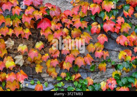 Autumn background of colorful Parthenocissus tricuspidata vine climbing on a concrete wall texture. Stock Photo