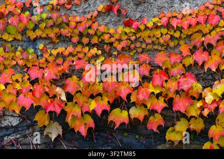 Autumn background of colorful Parthenocissus tricuspidata vine climbing on a concrete wall texture. Stock Photo