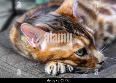 Bengal cat head profile showing green eye, large ear, and extended claws resting on brown textured fabric in close up view under bright daylight. Stock Photo