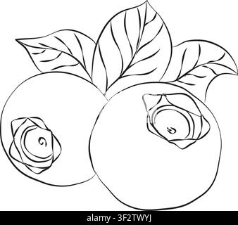 outline drawing for blueberry drawing, Doodle hand-drawn icon set, outline drawing of blueberries branch, outline drawing of blueberry, vector design Stock Vector