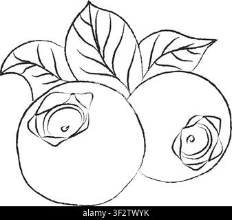 outline drawing of blueberry branch, outline drawing of blueberry, vector design set, A Vector blueberry line art, Stock Vector