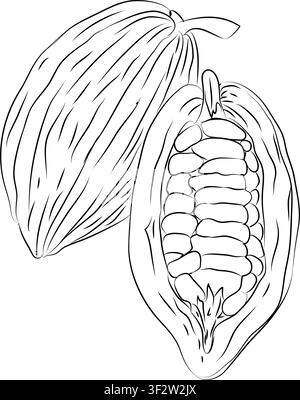 outline drawing for cocoa beans slices drawing, Doodle hand-drawn icon set, outline drawing of cocoa beans branch, outline drawing of cocoa beans Stock Vector