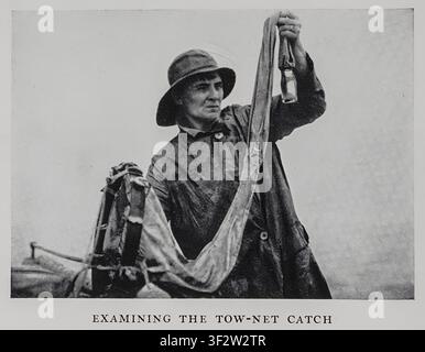 Scientist wearing a hat and coat holding a tow net and examining collected marine samples in a bottle, signifying marine biology research and oceanographic study. From A naturalist at the seashore by William Crowder Publication date 1928 Stock Photo