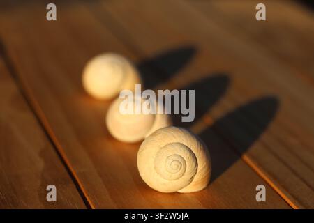 Three spiral snail shells arranged in a diagonal line casting long shadows on a wooden surface in warm sunlight Stock Photo