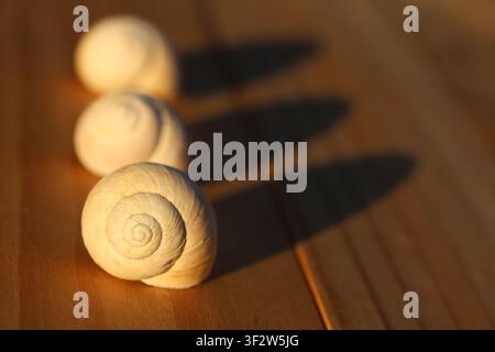 Three spiral snail shells arranged in a diagonal line casting long shadows on a wooden surface in warm sunlight Stock Photo