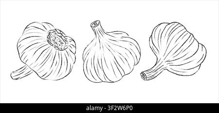Outline drawing for garlic, vector design, vector garlic line art, hand painting design set, EPS format, doodle hand drawn icon set, Outline drawing Stock Vector