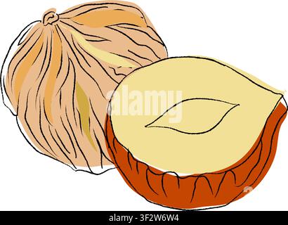 Realistic hazelnut illustrations, Clean vector set ideal for packaging, label and and product design, Vector illustration of hazelnut slices Stock Vector