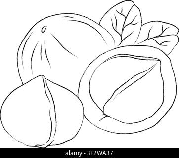 Vector illustration of nuts outline. Simple monochrome image. Outline Hand-drawn ink illustration, EPS format, Outline hand-drawn sketch of macadamia Stock Vector