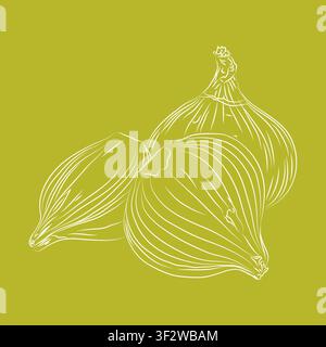 Whole and sliced onion Line Drawing, Hand-drawn sketch of onion slices, outline vector illustration, sketch banner, icon, and logo design, onion Stock Vector