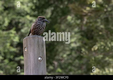 Spotted nutcracker with brown and white feathers perched on a wooden post in nature Stock Photo