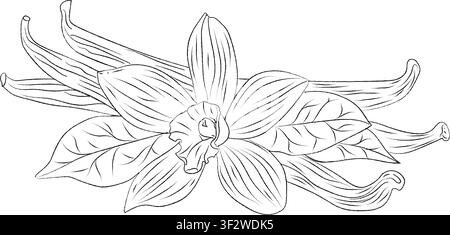 Vanilla flowers and pods outline. Spices sketch style. Vintage engraving-style illustration of a vanilla flower and dried beans, outline drawing Stock Vector