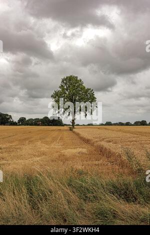 An isolated green tree standing on the border of a harvested and ripe wheat field under dramatic clouds in Coesfeld, Germany Stock Photo