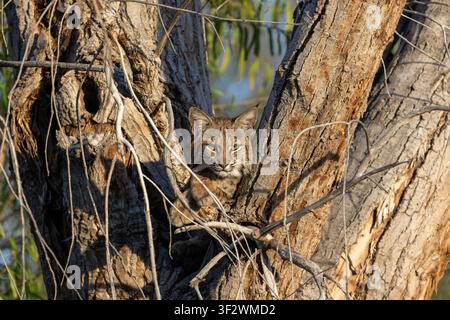 A wild bobcat (Lynx rufus) camouflaged, lying in dry brush and branches in the desert wilderness of Arizona Stock Photo