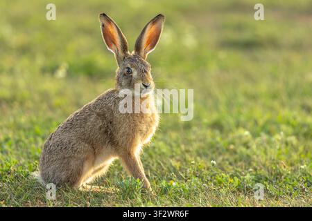 Young Brown Hare, Scientific name: Lepus europaeus, sitting upright and alert in a grassy meadow during warm,  evening golden hour light in East Yorks Stock Photo