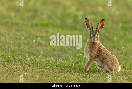 A wild brown hare, Scientific name: Lepus europaeus, pauses while feeding on fresh grass, looking directly at the camera in warm evening golden-hour l Stock Photo