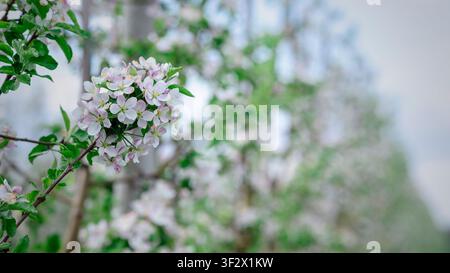 Spring inflorescences in garden close up. Apple tree branch with white flowers on blurred background Stock Photo