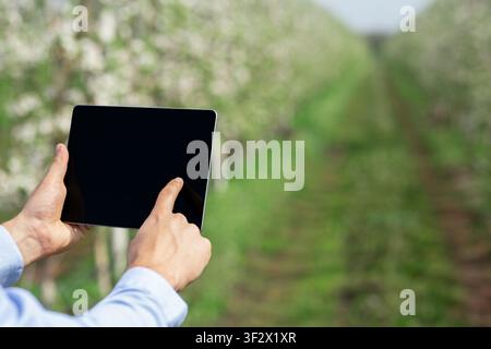 Farmer using digital tablet while inspecting blooming fruit trees in orchard Stock Photo