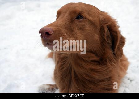 Nova Scotia Duck Tolling Retriever portrait in the snow Stock Photo