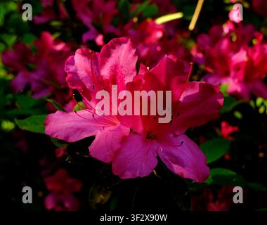 Vibrant Pink Azalea Blossoms in Full Spring Bloom with Dramatic Natural Light and Soft Garden Bokeh Stock Photo