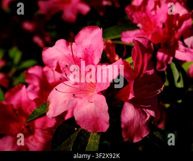 Vibrant Pink Azalea Blossoms in Full Spring Bloom with Dramatic Natural Light and Soft Garden Bokeh Stock Photo