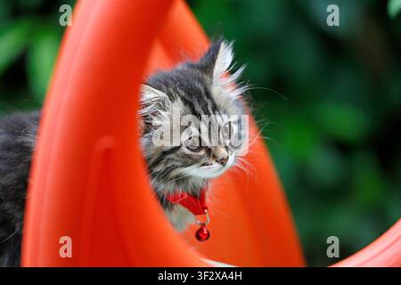Norwegian Forest kitten, 9-week-old female playing on a slide. Stock Photo