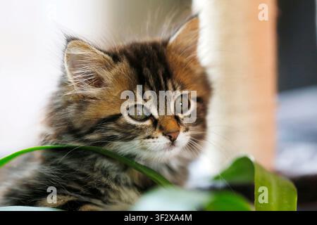Norwegian Forest Kitten, portrait of a 10-week-old female kitten. Stock Photo