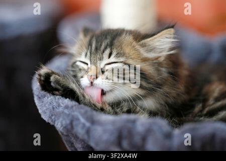 Norwegian Forest kitten, portrait of a 9-week-old female kitten grooming herself in her cat tree. Stock Photo