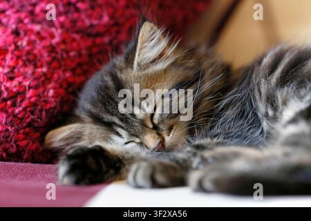 Norwegian Forest kitten, portrait of a 8-week-old female kitten sleeping. Stock Photo