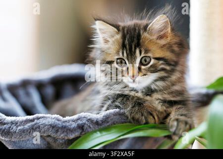 Norwegian Forest Kitten, portrait of a 9-week-old female kitten in her cat tree. Stock Photo