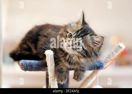 Norwegian Forest kitten, 9-week-old female, resting at the top of her cat tree. Stock Photo