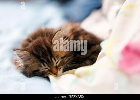 Norwegian Forest kitten, portrait of a 8-week-old female kitten sleeping. Stock Photo