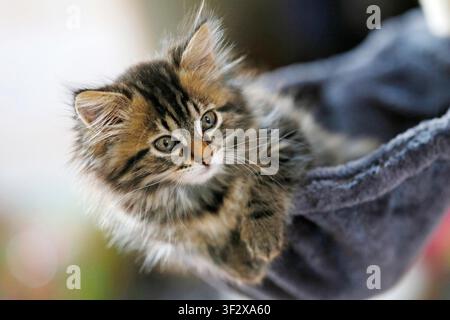 Norwegian Forest Kitten, portrait of a 9-week-old female kitten in her cat tree. Stock Photo