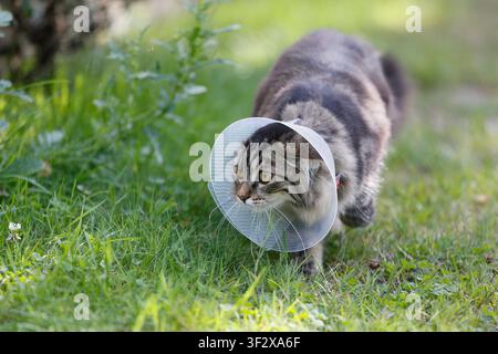 A 6-month-old female Norwegian Forest cat, recently spayed and wearing an Elizabethan collar, walking around in a garden. Stock Photo