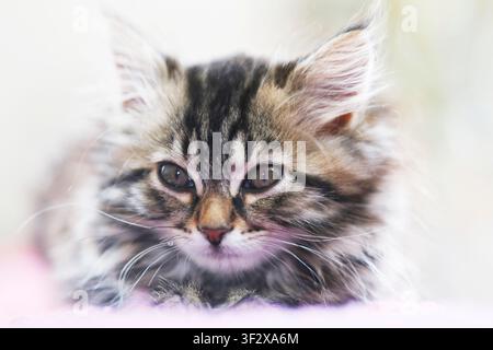 Norwegian Forest Kitten, portrait of a 10-week-old female kitten. Stock Photo