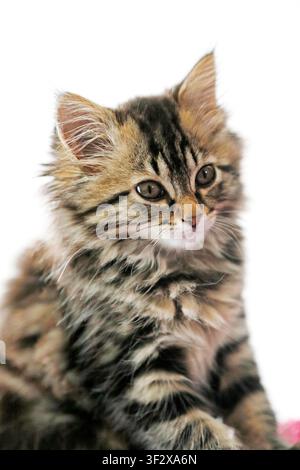 Norwegian Forest Kitten, portrait of a 10-week-old female kitten, on a white background. Stock Photo