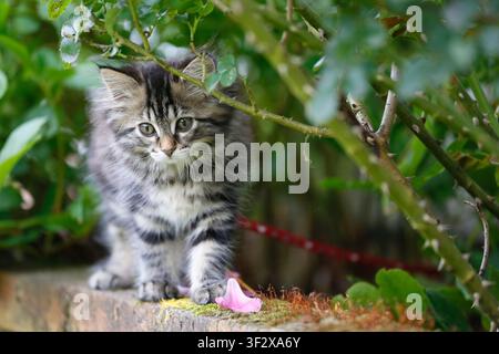 Norwegian Forest Kitten, female kitten aged 10 weeks in the garden, Seine-et-Marne, France. Stock Photo