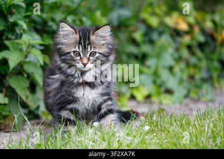 Norwegian Forest Kitten, female kitten aged 10 weeks in the grass, Seine-et-Marne, France. Stock Photo
