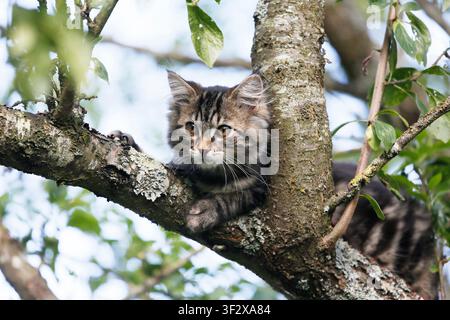 Norwegian Forest kitten, female kitten aged 12 weeks in a tree, Seine-et-Marne, France. Stock Photo
