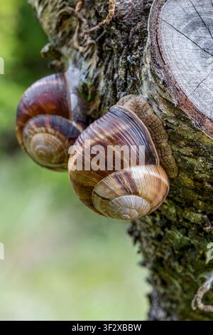 Turkish edible snails (Helix lucorum) on a fruit tree trunk, Alpes-de-Haute-Provence, France Stock Photo